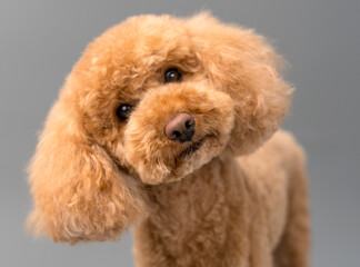 Poodle puppy studio portrait - obrazy, fototapety, plakaty
