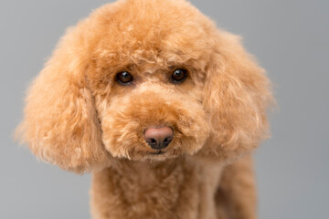 A toy poodle puppy portrait