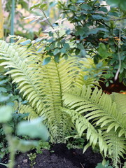 Spring vegetation background.A young fern Bush grows in the garden.
