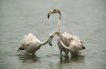 Greater Flamingos Juvenile friendly fight while feeding at Asker coast