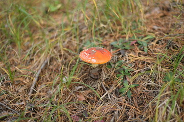 amanita muscaria fly agaric mushroom