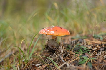 red mushroom in the forest