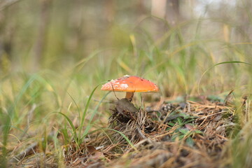 red mushroom in the forest