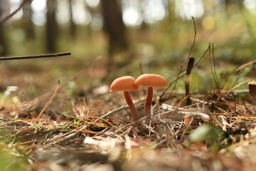 Two poisonous mushrooms grow in a clearing in the forest.
