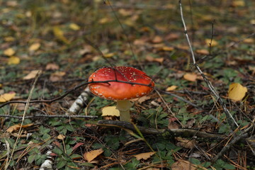 red mushroom in autumn forest