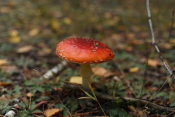 red mushroom in the forest