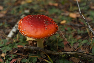 fly agaric mushroom in a forest in a clearing