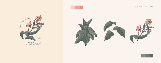 Vector illustration tobacco branch - vintage engraved style. Logo composition in retro botanical style.