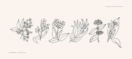 Vector illustration botanical herbs - vintage engraved style. Sandalwood, tobacco, verbena, eucalyptus, patchouli and citrus bergamia. - obrazy, fototapety, plakaty