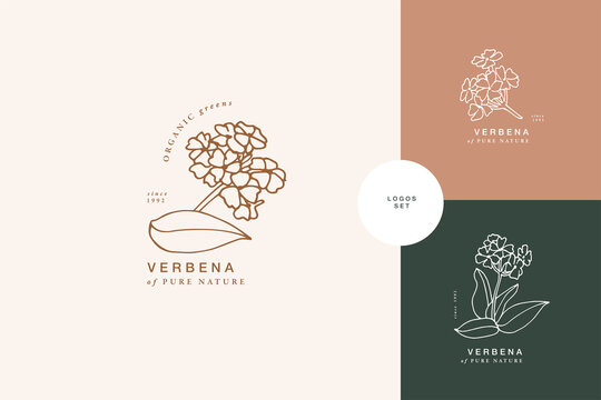 Vector illustration verbena branch - vintage engraved style. Logo composition in retro botanical style.