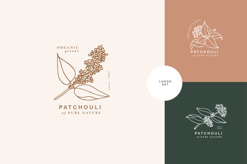 Vector illustration patchouli branch - vintage engraved style. Logo composition in retro botanical style. - obrazy, fototapety, plakaty