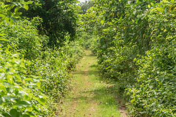 Sipalay, Negros Island, Visayas and The Philippines