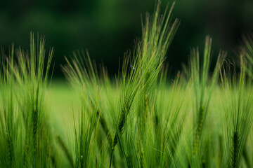 Getreide Weizen Gerste Roggen Gras Feld Acker Landwirtschaft Ähren Gräser