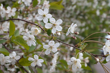 Blooming cherry tree 13