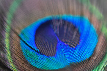Naklejka premium closeup of a colorful peacock feather with shallow depth of field, Peacock Feather