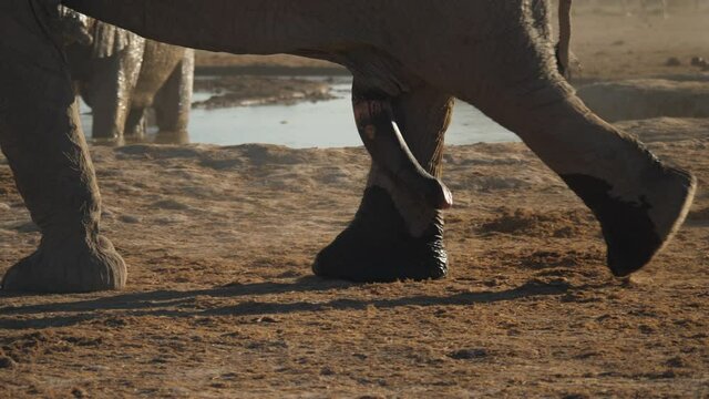 Close up of African elephant bull legs walking up to waterhole with penis swinging freely.