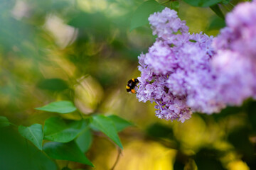 A bee sits on a large inflorescence of purple lilac and collects nectar
