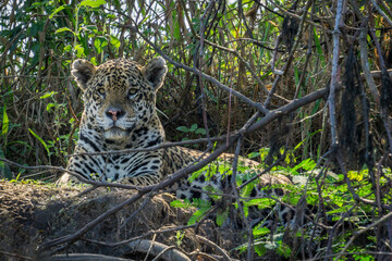 Jaguar in Pantanal © F.C.G.