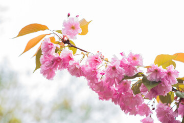 pink cherry blossom on white