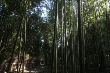 竹林の小径