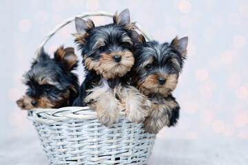 Three black-red puppies of the York Terrier are sitting in a white knitted basket on a background of white lights