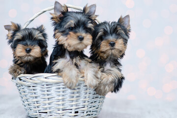 Three cute puppies are sitting in a wicker basket on the background of dim lights
