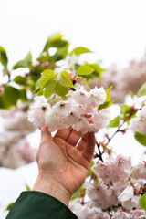 cherry blossom in the garden