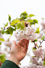 Female hand reaches for white sakura flowers