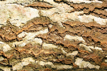 Bark texture. Wood bark background. Closeup natural pattern.