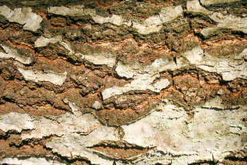 Bark texture. Wood bark background. Closeup natural pattern.