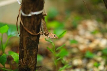 Green garden lizard on the tree branch