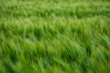 Getreide Weizen Gerste Roggen Gras Feld Acker Landwirtschaft Ähren Gräser