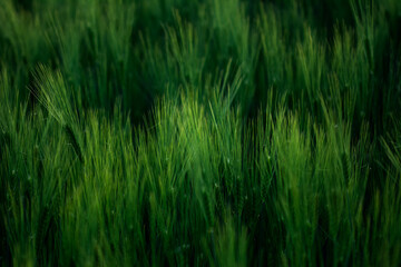 Getreide Weizen Gerste Roggen Gras Feld Acker Landwirtschaft Ähren Gräser