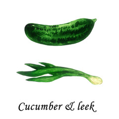 Cucumber and leek - healthy vegetables collection. Isolated elements on white background. Watercolor illustration