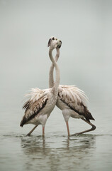 Obraz premium Greater Flamingos Juvenile twisting their neck on eah other