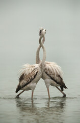 Greater Flamingos Juvenile with entwine necks