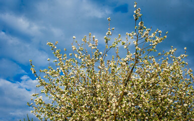Apple tree branches on blue sky background. Blooming apple tree in April and May.