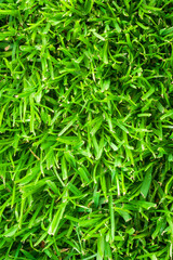 Vertical Image of Lush Green Grass Lawn for Background..
