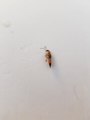 Rove beetles are natural enemy of rice leaf folder 