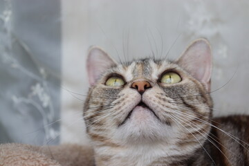 少しびっくりして上を見る猫アメリカンショートヘア