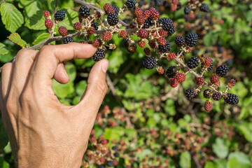 Hand and Bunch of blackberries
