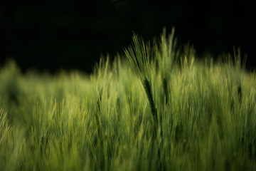 Getreide Weizen Gerste Roggen Gras Feld Acker Landwirtschaft Ähren Gräser
