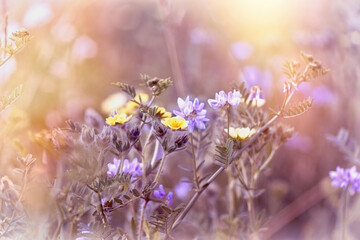 Flowering yelow and purple flower in meadow, beautiful nature in meadow