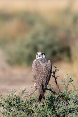 Laggar falcon or Falco jugger a winter migratory bird Sitting on an eye level perch on a winter morning in an open grass field and green background at tal chhapar sanctuary, churu, rajasthan, india