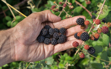 Left hand and Bunch of blackberries