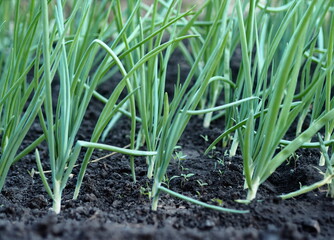 Green onions grow in a bed in a private garden.