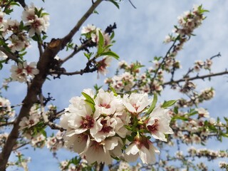Fototapeta premium Almond flowers in late april, Granada, Spain