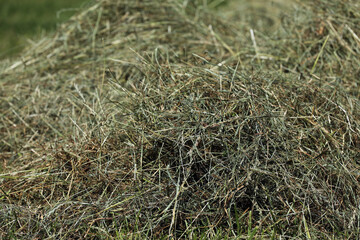 Heu Ernte auf dem Feld