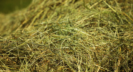 Heu Ernte auf dem Feld