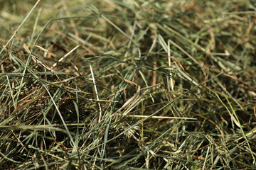 Heu Ernte auf dem Feld